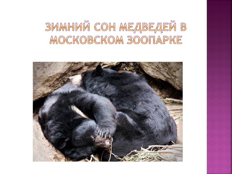 Зимний сон медведей в Московском зоопарке